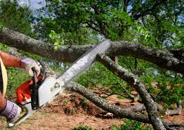 Best Tree Removal  in Fort Myers Shores, FL