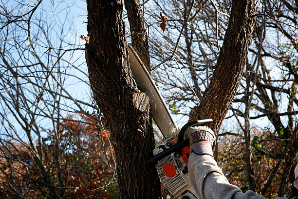 Best Arborist Consultation Services  in Fort Myers Shores, FL